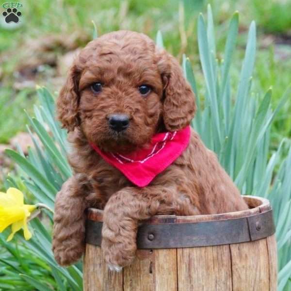 Cedar, Mini Labradoodle Puppy